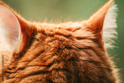 Orange cat from behind with ears only