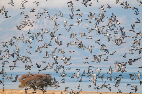 Rock Dove (Columba livia) flying in a group in the sky.