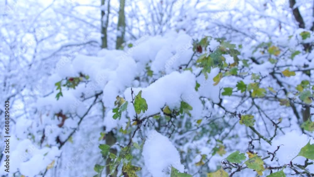 Yellow autumn leaves on a tree branch are covered with a layer of white snow. Winter landscape of a snowy park. First snowfall. Weather unexpected surprises. Yellow autumn leaves on a tree branch are covered with a layer of white snow. Winter landscape of a snowy park. First snowfall. Weather unexpected surprises.