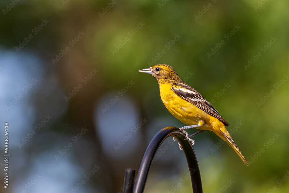 Closeup of female Baltimore Oriole perched on bird feeder. Concept of backyard birding, birdwatching and habitat preservation Closeup of female Baltimore Oriole perched on bird feeder. Concept of backyard birding, birdwatching and habitat preservation