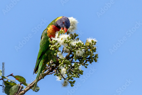 Rainbow Lorikeet