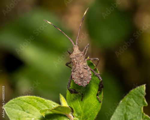 Leaf-footed bug on leaf of wildflower plant. Insect and wildlife conservation, beneficial insect, and backyard flower garden concept. photo