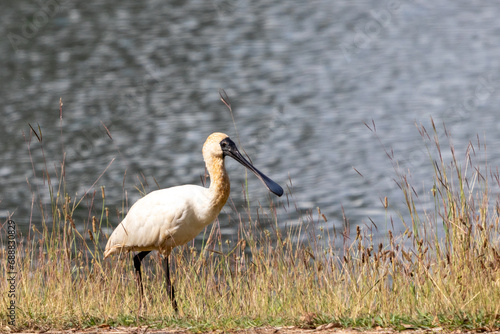 Royal Spoonbill