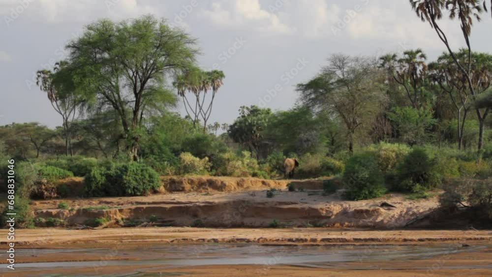 Elephant across from African stream - Wide shot Elephant across from African stream - Wide shot