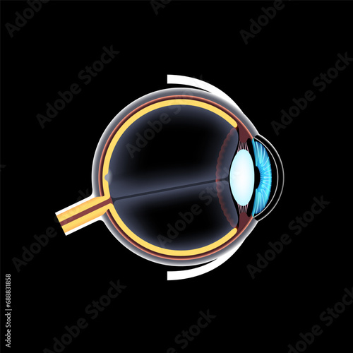 Eye anatomy poster
