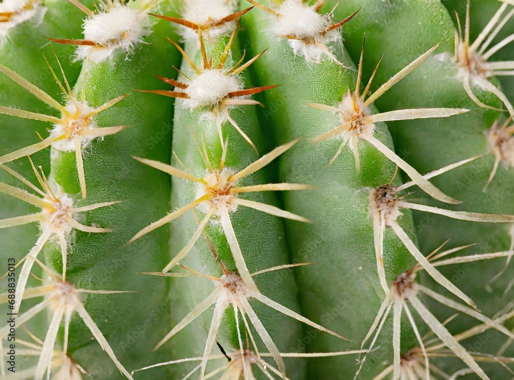 Cactus close-up, macro photography background Cactus close-up, macro photography background