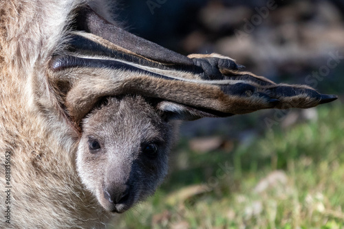 close up of a kangaroo