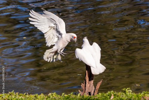 Little Corella coming in to land on a stump