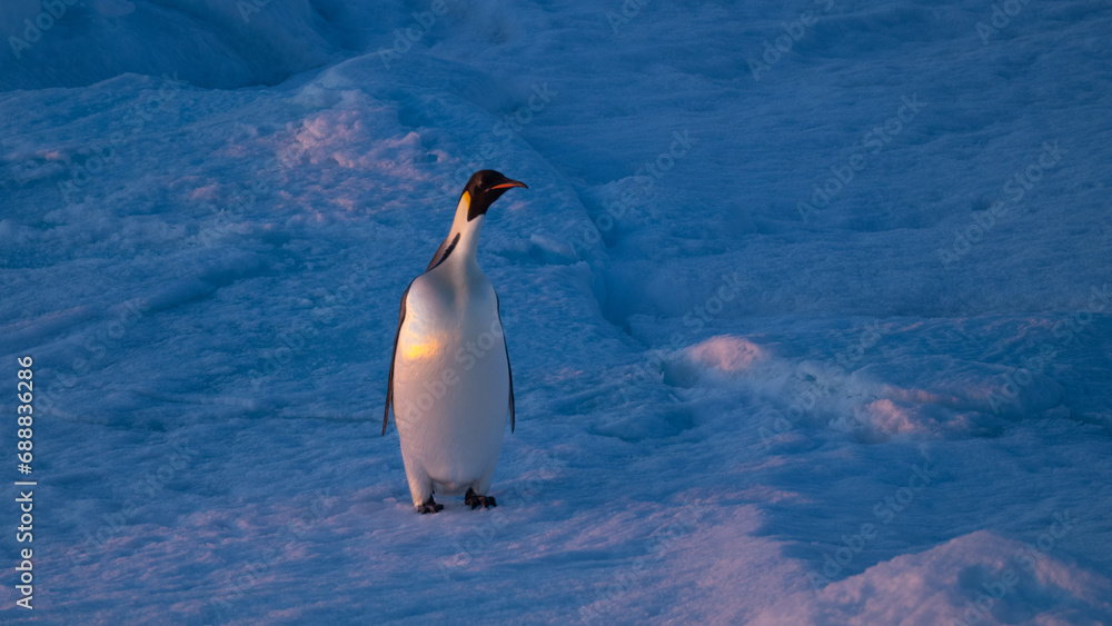 Obraz premium Emperor Penguins