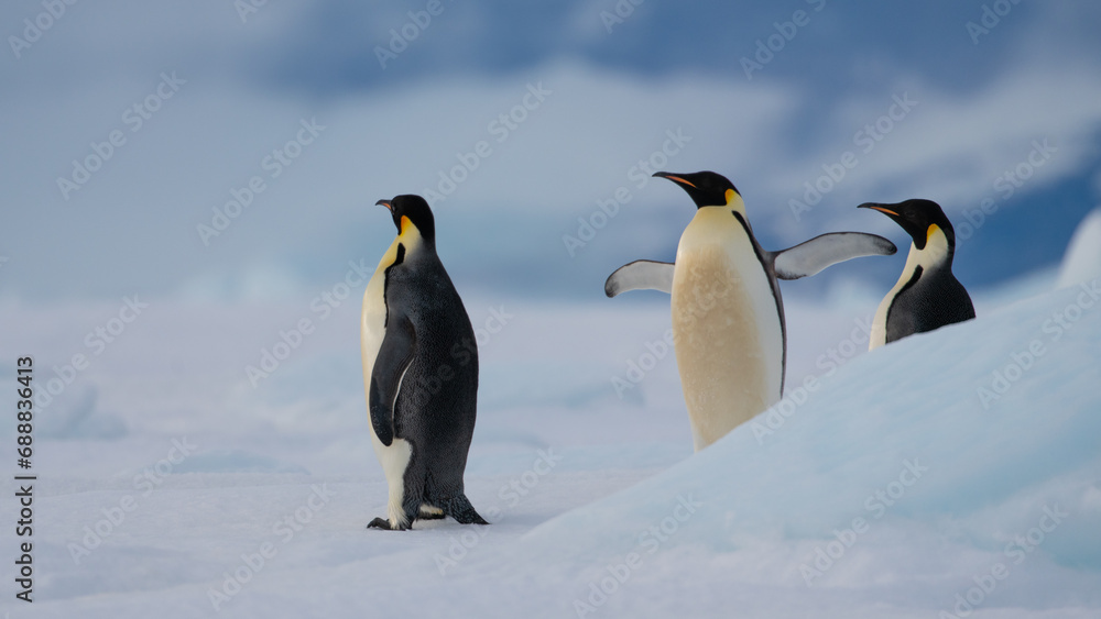 Obraz premium Emperor Penguins