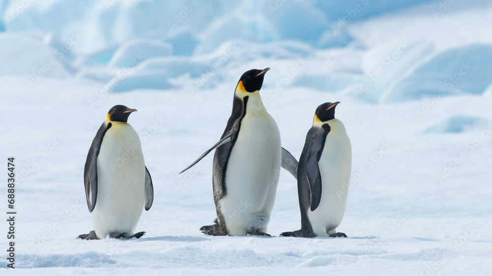Fototapeta premium Emperor Penguins