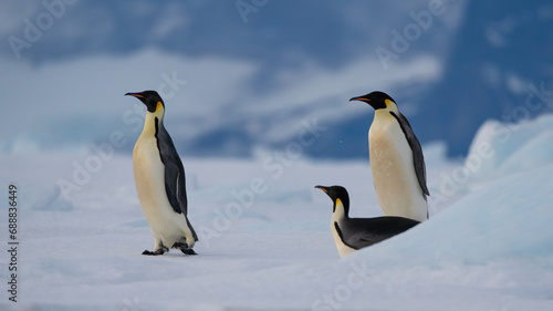 Emperor Penguins