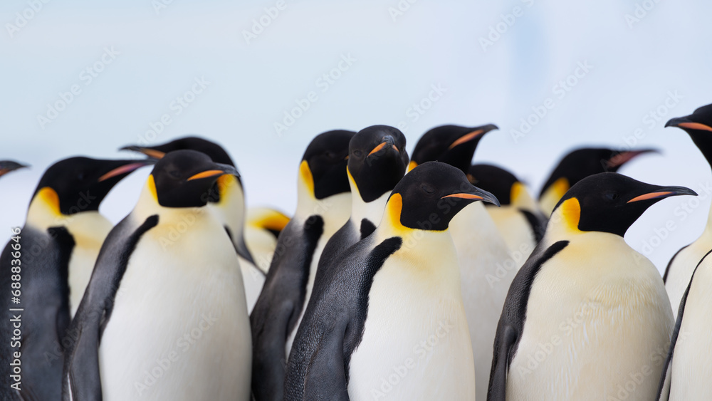 Fototapeta premium Emperor Penguins
