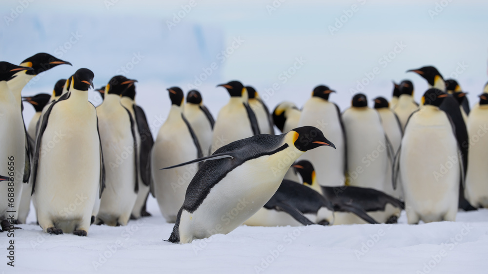 Fototapeta premium Emperor Penguins