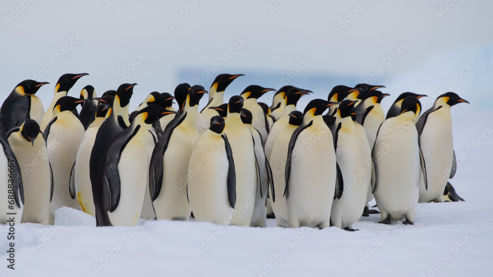 Obraz premium Emperor Penguins