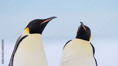 Emperor Penguins