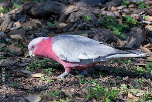 galah foraging on the ground