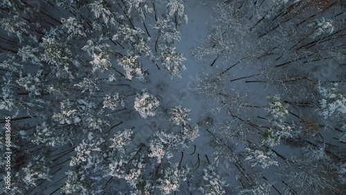 Aerial drone flight over snow covered forest in winter, cold weather, peaceful relaxing view during sunset or sunrise