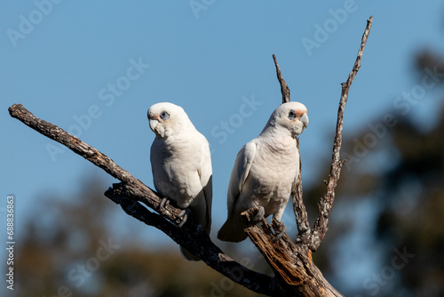 Little Corella
