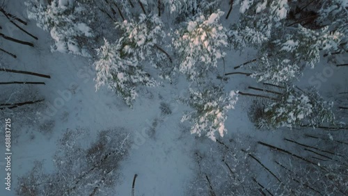 Aerial drone flight over snow covered forest in winter, cold weather, peaceful relaxing view during sunset or sunrise