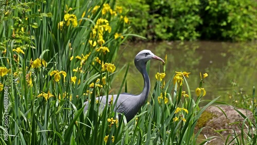 The Blue Crane, Grus paradisea, is an endangered bird specie endemic to Southern Africa. It is the national bird of South Africa photo