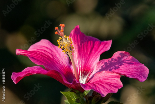 close up of a pink flower