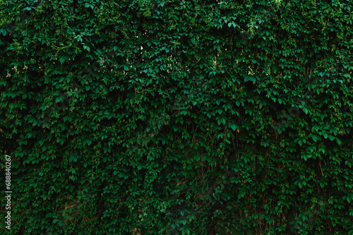 Photo wall of natural green leaf creeper texture