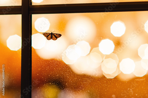 Butterfly sitting on a window, with a beautiful warm bokeh background.