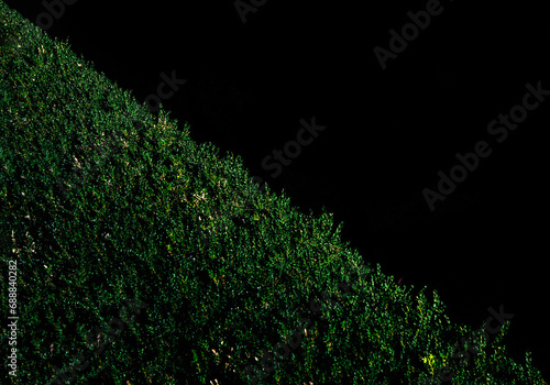 Green bush texture on a black background.