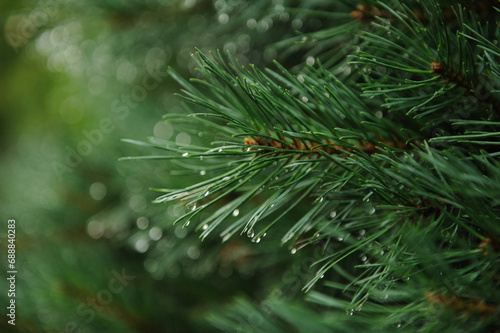 close up of pine needles