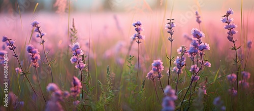 Late summer, meadow with small lavender-pink flowers. photo