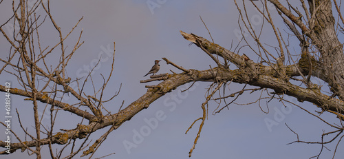 Northern flicker woodpecker on a dead tree panoramic 