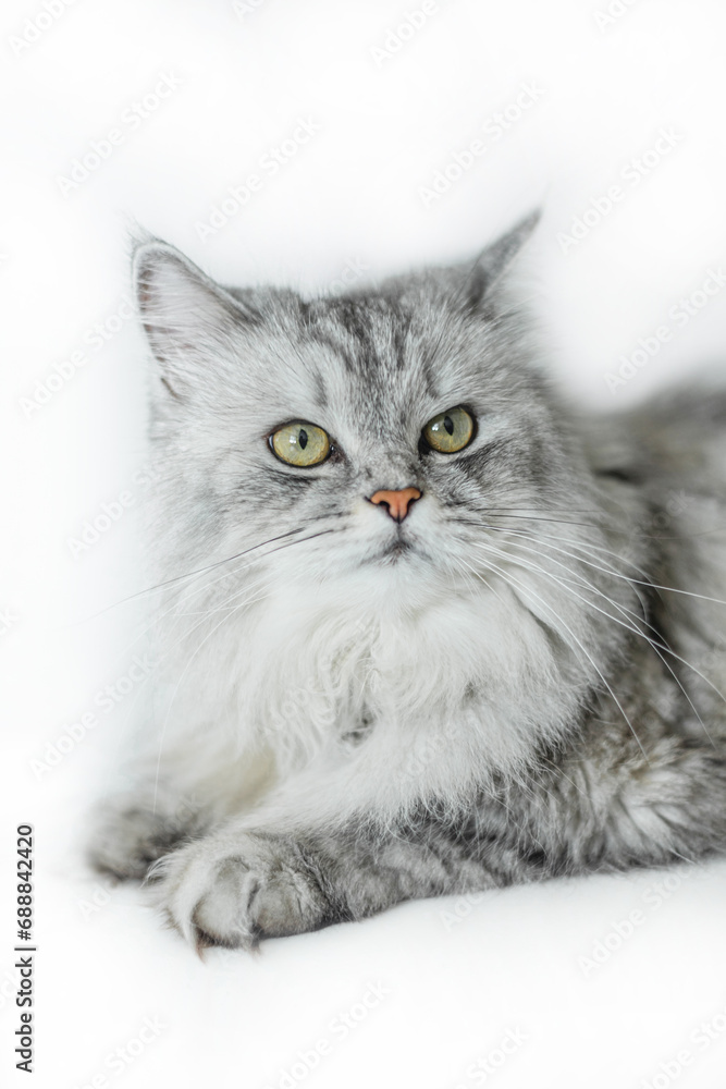 Gray fluffy cat rests gracefully on a white backdrop, exuding tranquility and elegance.