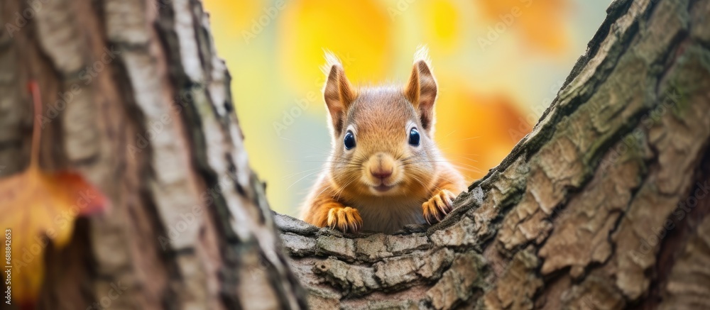 Squirrel camouflaged on tree trunk in forest, hanging upside down among leaves in fall nature park before winter. Squirrel camouflaged on tree trunk in forest, hanging upside down among leaves in fall nature park before winter.