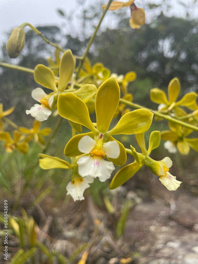 Orchid Orchid