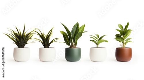 Indoor houseplant  Lush green potted plant isolated on white background