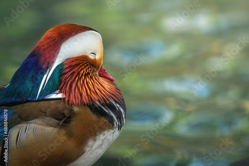 Mandarin Duck (Aix galericulata) with eyes closed