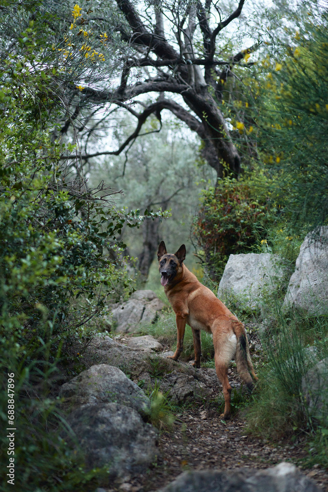 A vigilant Belgian Malinois dog stands guard in a lush forest, encapsulating the essence of adventure and exploration