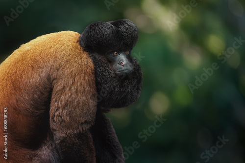 Uta Hick Bearded Saki (Chiropotes utahicki) - New World Monkey