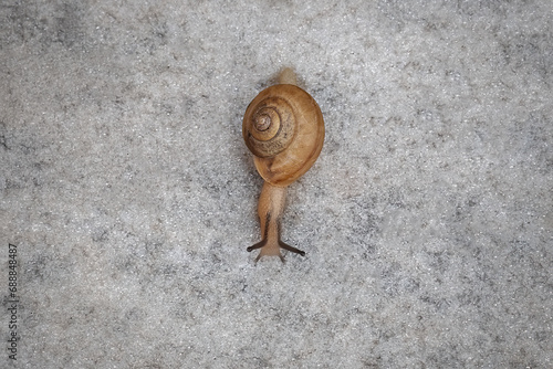 Tiny Garden Snail (Cornu aspersum) photo