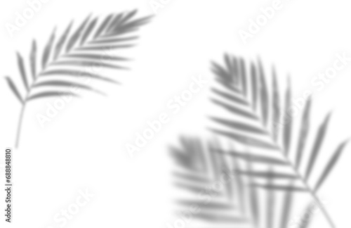Shadow from a palm leaf on a transparent background, blank for the designer