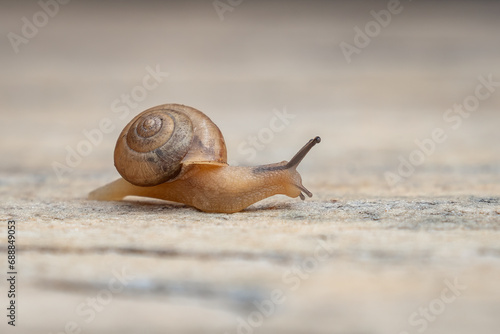Tiny Garden Snail (Cornu aspersum) photo