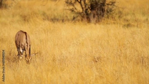 Beautiful wide shot of gemsbok grazing in a field photo