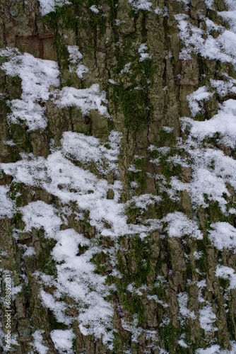 Close-up of a snow-covered tree bark