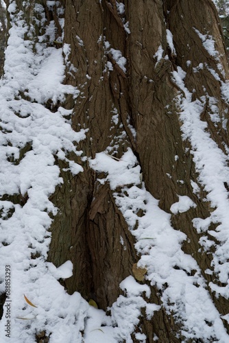 Close-up of a snow-covered tree bark