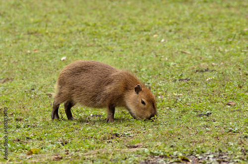Baby capybara