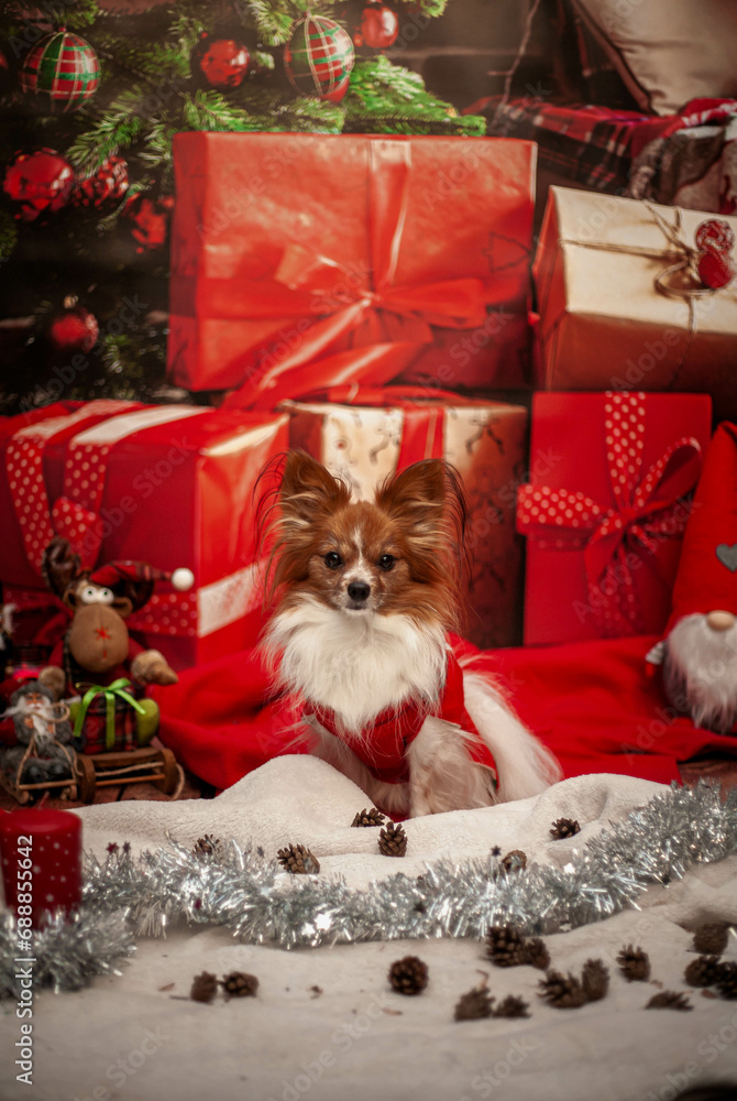 Mały pies na sesji świątecznej w sweterku i prezentami. - obrazy, fototapety, plakaty 