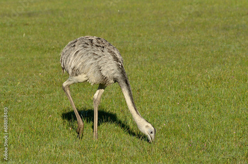 Rhea Americana eating