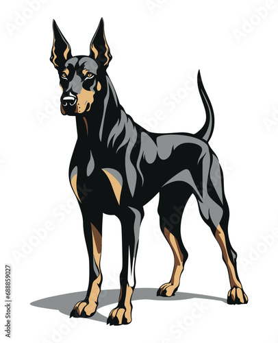 Black and Brown Dobermann dog standing still, vector design against white background 