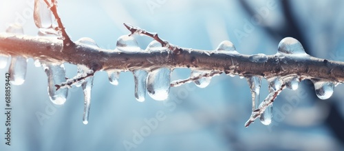 March tree branch melts as spring icicle background. photo